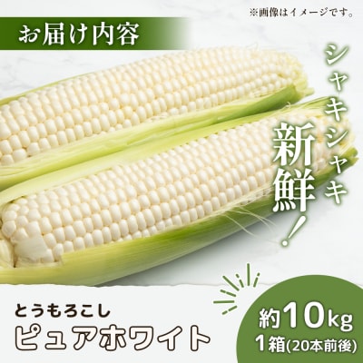 【2026年発送分】有機栽培とうもろこし (ピュアホワイト) 約10kg 約20本前後【66017】