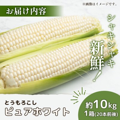 【2026年発送分】有機栽培とうもろこし (ピュアホワイト)約10kg約20本前後【6601701】