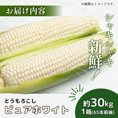 【2026年度発送分】有機栽培とうもろこし (ピュアホワイト) 1箱30kg 約65本【66018】