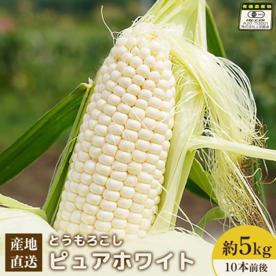 【2026年発送分】有機栽培とうもろこし (ピュアホワイト) 5kg 約10本前後【6601601】