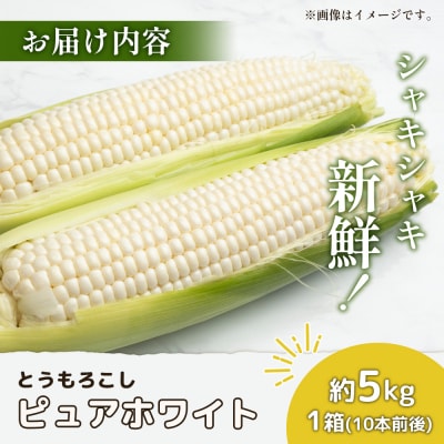 【2026年度発送分】有機栽培とうもろこし (ピュアホワイト) 5kg 約10本前後【66016】