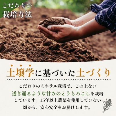 【2026年発送分】有機栽培とうもろこし (サニーショコラ) 約5kg約10本前後【6601902】