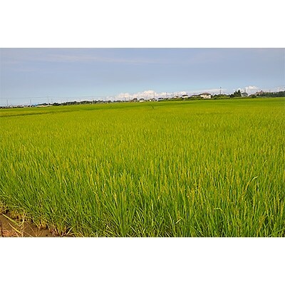 【数量限定】2019年産白子町産コシヒカリ<精米>20kg