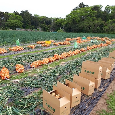 【先行受付】千葉県　白子産たまねぎ　11kg