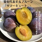 生プルーン　サマーキュート2kg(500g×4パック)【期間限定】[RS-109]