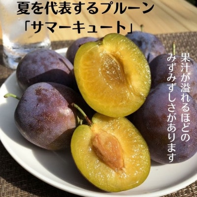 生プルーン　サマーキュート2kg(500g×4パック)【期間限定】[RS-109]