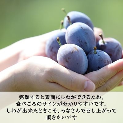 サンプルーン　2kg【限定50箱】【期間限定】[RS-105]