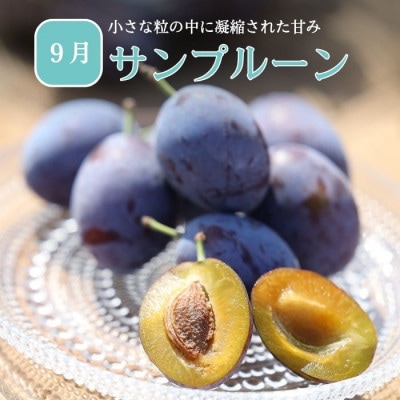【発送月固定定期便】旬の生プルーン[RS-T502]全3回