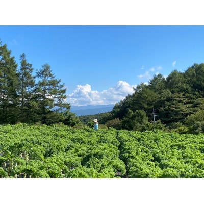 サラダケール1kg　～おいしくて栄養満点　 のらくら農場の自信作!～