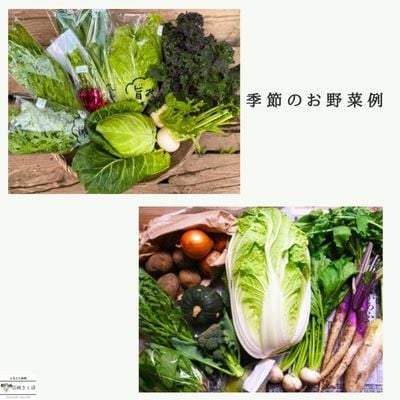 【毎月定期便】信州北八ヶ岳からお届け～のらくら農場の旨み野菜セット～6種類前後(Sサイズ)全6回