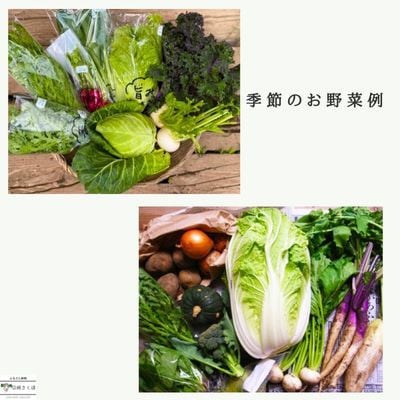 【毎月定期便】信州北八ヶ岳からお届け～のらくら農場の旨み野菜セット～6種類前後(Sサイズ)全4回