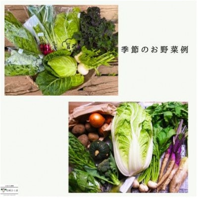【毎月定期便】信州北八ヶ岳からお届け～のらくら農場の旨み野菜セット～9種類前後(Mサイズ)全4回