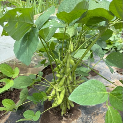 【さとふる限定】はたけや農場の枝豆 計1.5kg 栽培期間中農薬化学肥料不使用