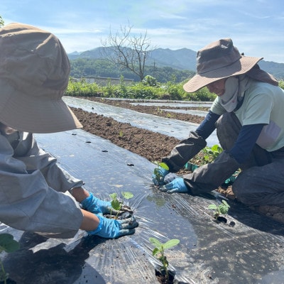 【さとふる限定】はたけや農場の枝豆 計1.5kg 栽培期間中農薬化学肥料不使用