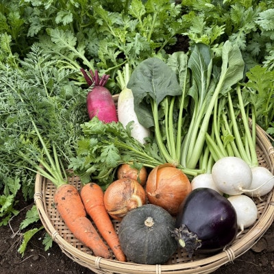 はたけや農場の秋冬野菜セット 【栽培期間中農薬化学肥料不使用】