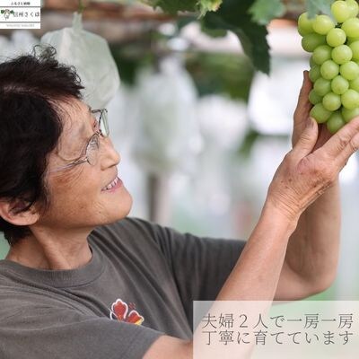 巨峰　約1kg