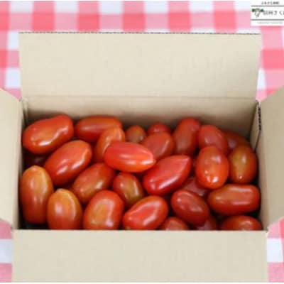 こさゆと農園の高糖度フルーツトマト　約1kg[KY-101]