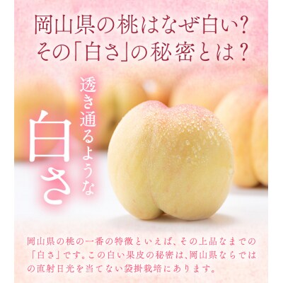 【2026年発送先行予約】桃 岡山の桃 約1.3kg《2026年6月下旬-9月上旬頃出荷》