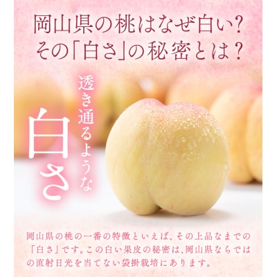 【2027年発送】岡山の桃 約1.3kg《2027年6月下旬~8月下旬頃発送》