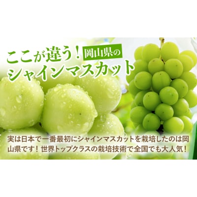 【2026年先行予約】厳選 シャインマスカット 約1.3kg 《2026年9月上旬-11月中旬出荷》
