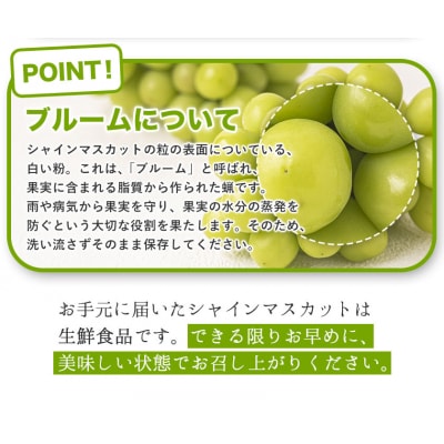 【2026年先行予約】厳選 シャインマスカット 約1.3kg 《2026年9月上旬-11月中旬出荷》