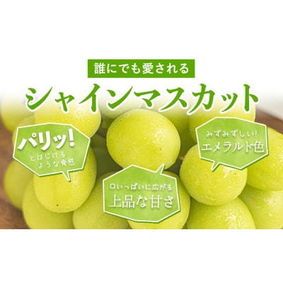 【2026年先行予約】厳選 シャインマスカット 約1.3kg 《2026年9月上旬-11月中旬出荷》