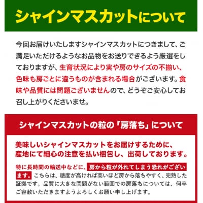 厳選 シャインマスカット 約1.3kg 《9月上旬-11月中旬頃出荷》