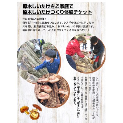原木しいたけづくり体験チケット(昼食付) 1名様《30日以内に出荷予定(土日祝除く)》