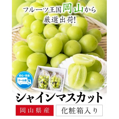 秀品 シャインマスカット 岡山 大粒約1.2kg2房《9月上旬～11月上旬頃に出荷予定(土日祝除く》