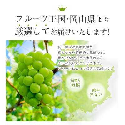 秀品 シャインマスカット 岡山 大粒約1.2kg2房《9月上旬～11月上旬頃に出荷予定(土日祝除く》
