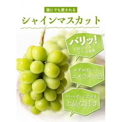 秀品 シャインマスカット 岡山 大粒約1.2kg2房《9月上旬～11月上旬頃に出荷予定(土日祝除く》