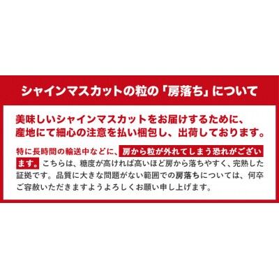 秀品 シャインマスカット 岡山 大粒約1.2kg2房《9月上旬～11月上旬頃に出荷予定(土日祝除く》