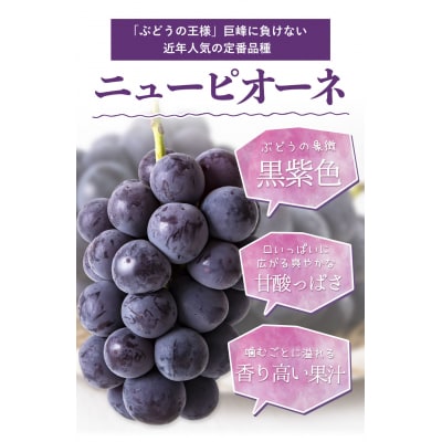 岡山県産 ニューピオーネ 約600g 1房 秀品 《8月下旬〜10月中旬頃に出荷予定(土日祝除く)》