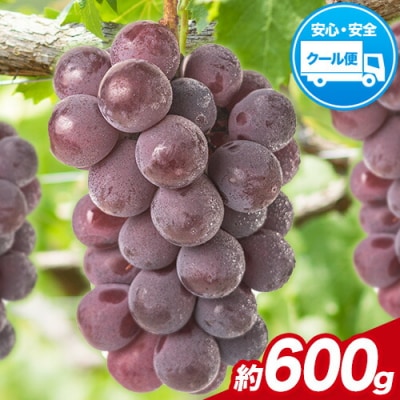 �󂠂� �j���[�s�I�[�l ��600g(1�[)�s8�����{-10�����{���o�ׁt