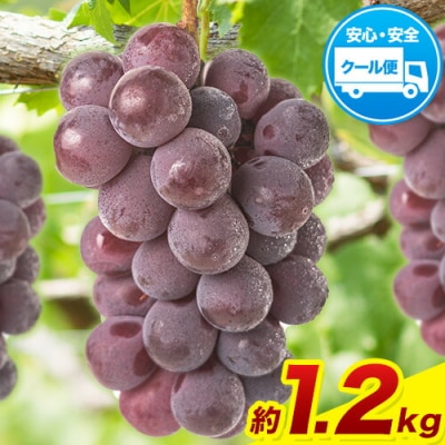 �󂠂� �j���[�s�I�[�l ��1.2kg(2�[)�s8�����{-10�����{���o�ׁt