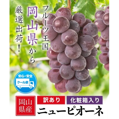 岡山県産 訳あり ニューピオーネ 約1.2kg(2房)《9月上旬-11月上旬頃出荷》
