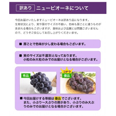 岡山県産 訳あり ニューピオーネ 約1.2kg(2房)《9月上旬-11月上旬頃出荷》