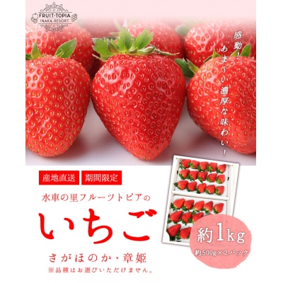 【先行予約】やかげのいちごギフトセット(さがほのか・章姫)約1kg《2027年1月中旬-2月末出荷》