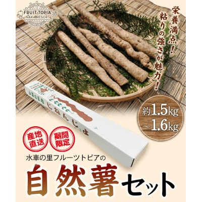 自然薯セット《11月中旬‐12月末頃出荷》