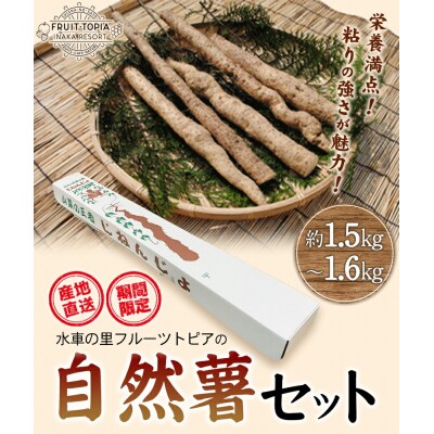 【先行予約】自然薯セット《2026年11月中旬‐12月末頃出荷》