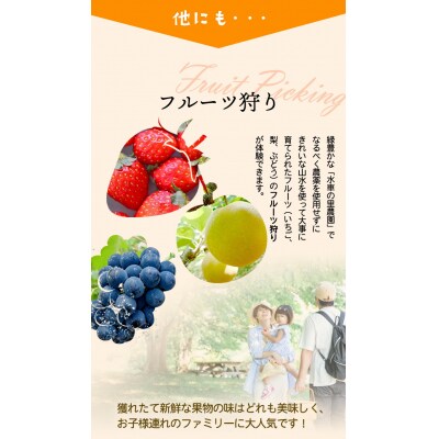 【先行予約】自然薯セット《2026年11月中旬‐12月末頃出荷》