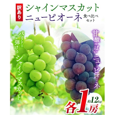 ニューピオーネシャインマスカット 詰め合わせ約1.2kg《9月上旬-10月中旬頃出荷》
