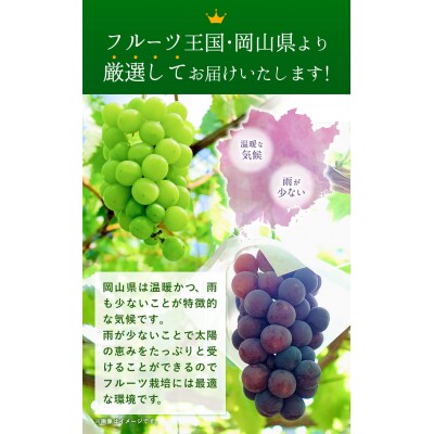 ニューピオーネシャインマスカットぶどう詰め合わせ約1.2kg2房《9月上旬-11月上旬頃出荷》