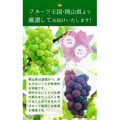 ニューピオーネシャインマスカット 詰め合わせ約1.2kg《9月上旬-10月中旬頃出荷》