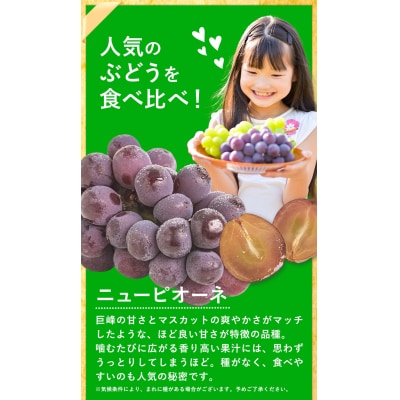 ニューピオーネシャインマスカット 詰め合わせ約1.2kg《9月上旬-10月中旬頃出荷》