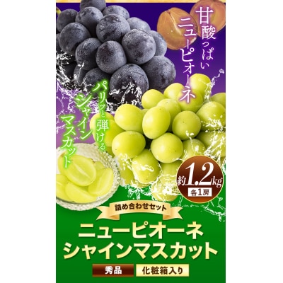 秀品 シャインマスカット ニューピオーネ 約1.2kg 2房《9月上旬～10月中旬頃に出荷予定》