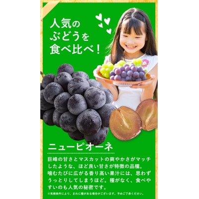 秀品 シャインマスカット ニューピオーネ 約1.2kg 2房《9月上旬～10月中旬頃に出荷予定》