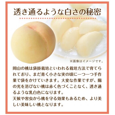 清水白桃 約2kg 水車の里フルーツトピア《7月中旬-8月上旬頃出荷》