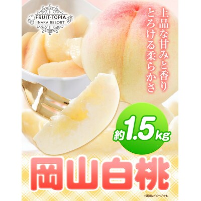 岡山白桃 約1.5kg 水車の里フルーツトピア《7月中旬-8月下旬頃出荷》 