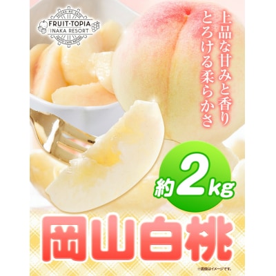 岡山白桃 約2kg 水車の里フルーツトピア《7月上旬-8月下旬頃出荷》